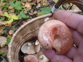 Где растут грибы