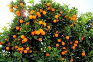 Апельсиновое-дерево