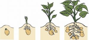 Выращивание-картофеля-768x348