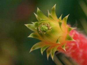 Клейстокактус изумрудноцветковый