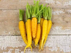 Кормовой сорт моркови