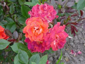 Многоцветные розы