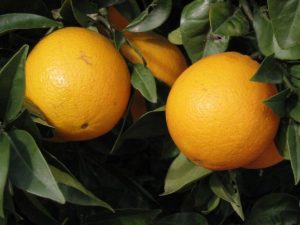 Плод-апельсина