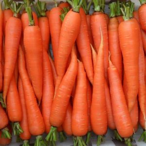 Поздняя морковь