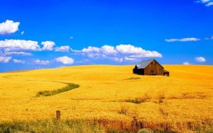 Поле-пшеницы-фото-768x480