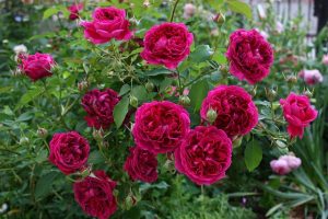 Полуплетистая-английская-роза