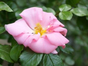 Полуплетистые-розы-Sommermorgen-Соммерморген
