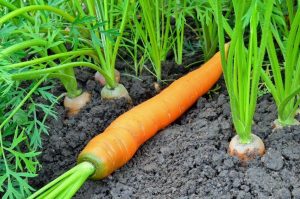 Посадка-моркови-в-открытый-грунт
