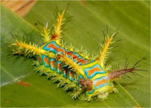 Разноцветная-гусеница-одного-из-вида-павлиноглазок
