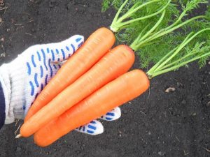 Ранний сорт моркови