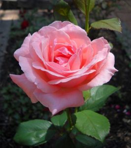 Роза-флорибунда-сорт-Queen-Elizabeth-Куин-Элизабет
