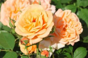 Роза-флорибунда-сорта-Apricot-Clementine-Эприкот-Клементайн