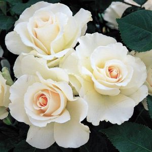 Розы-Флорибунда-сорт-Маргарет