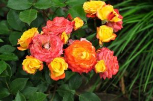Розы-флорибунда-сорт-Румба