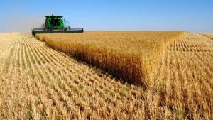 Сбор-пшеницы-