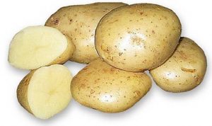 Сорт-картофеля-Акцент