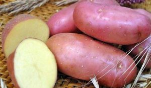 Сорт-картофеля-Берлихинген