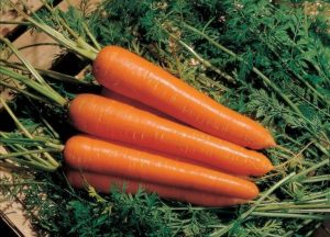 Сорт моркови