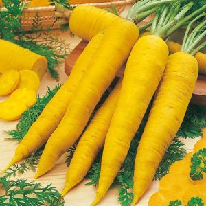 Желтый сорт моркови