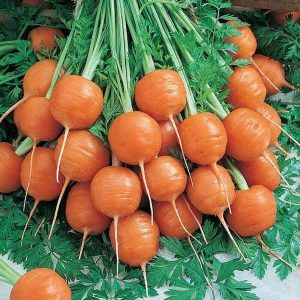 Сорт ранней моркови