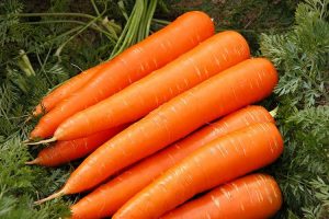 Среднеспелый сорт моркови