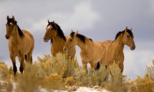 Фото-красивих-коней-мустангів
