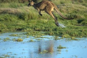 Гигантский-кенгуру-в-прыжке