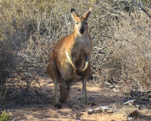 Обыкновенный-валлару-горный-кенгуру