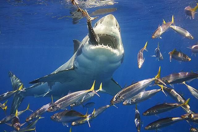 Їжа акул