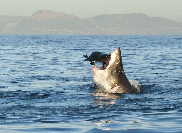 Акула полює на тюленя