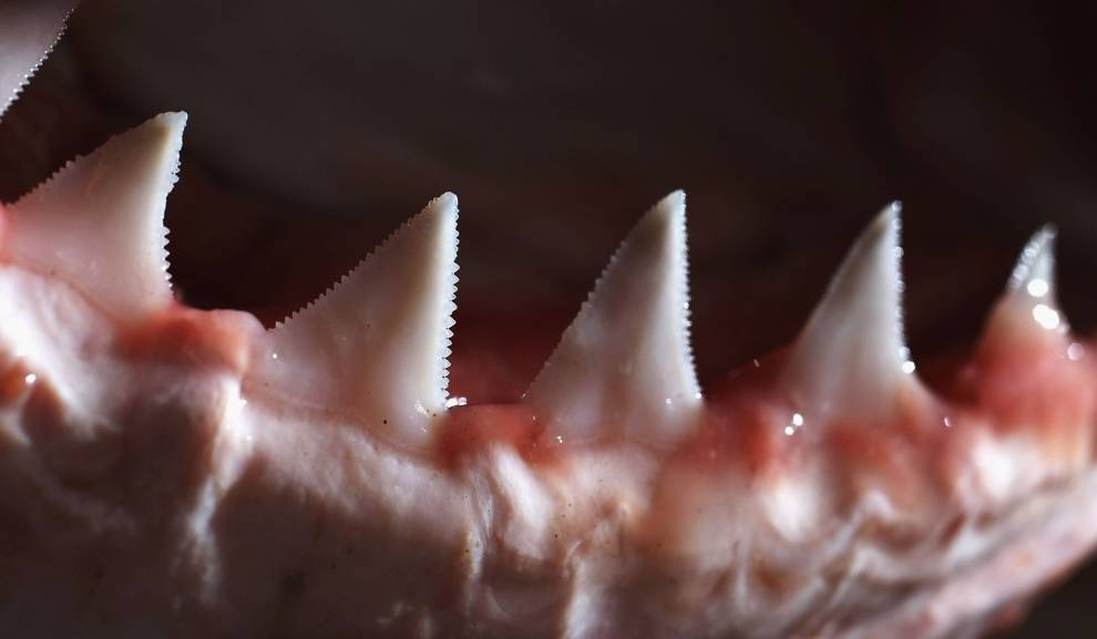 Гострі зуби білої акули