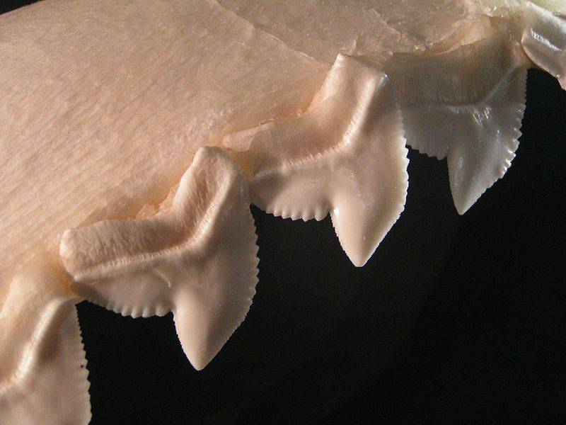 Зуби тигровий акули