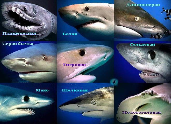 Очі акули
