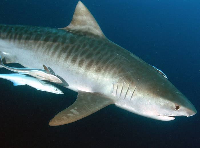 леопардова акула