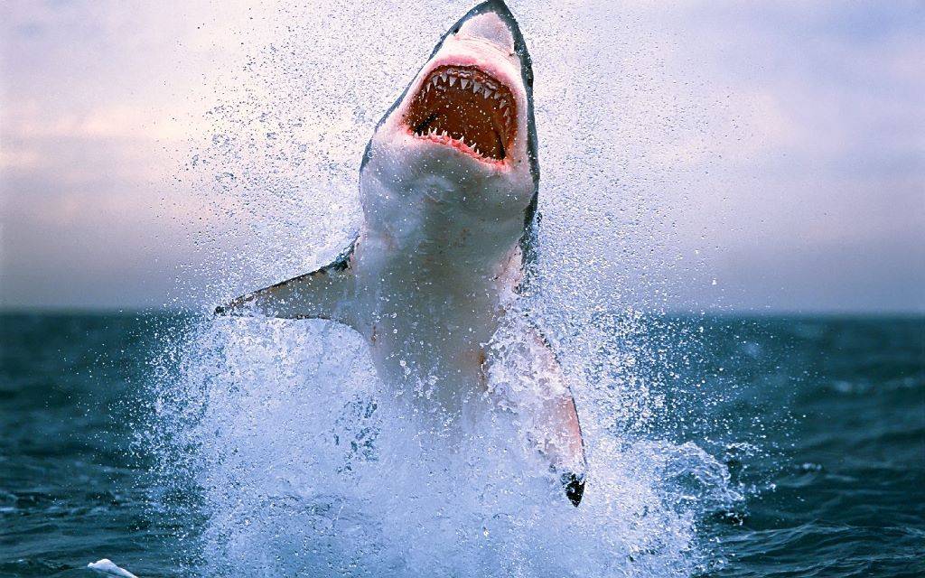 Фото великої акули