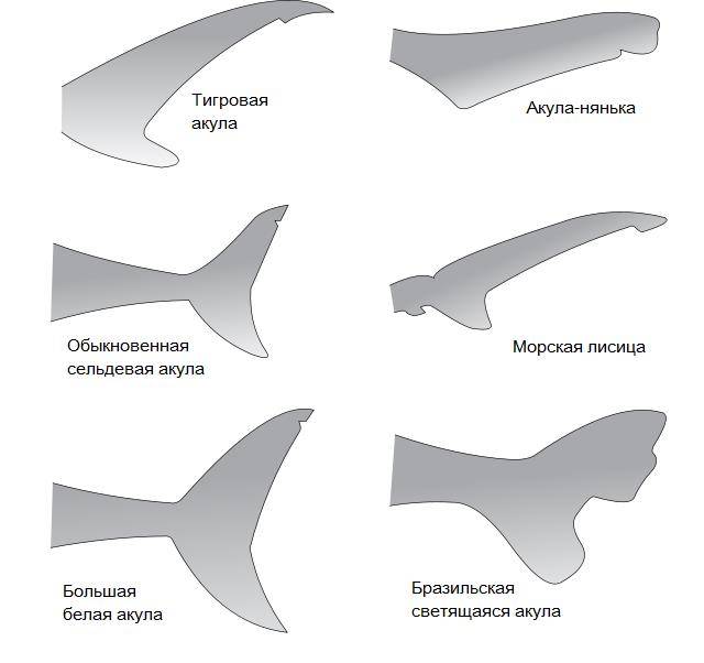Хвости акул