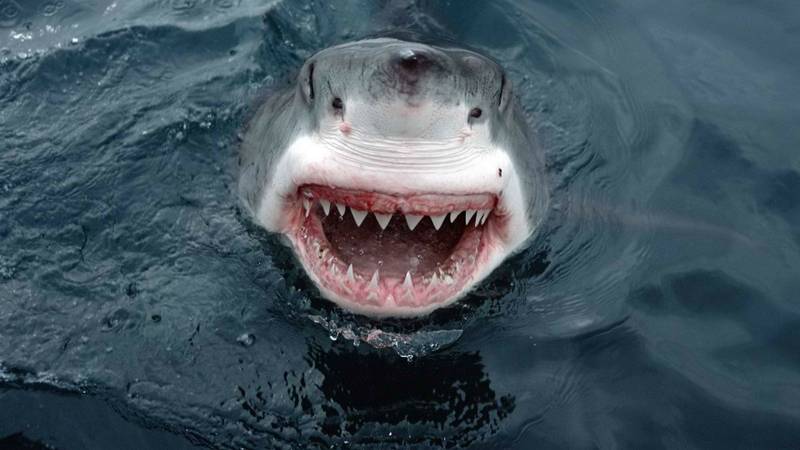 паща акули фото